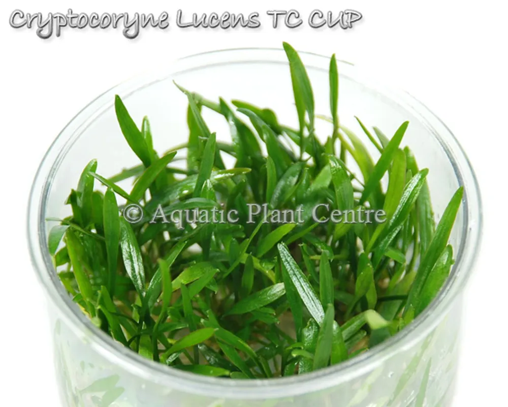 Cryptocoryne Lucens TC CUP.jpg