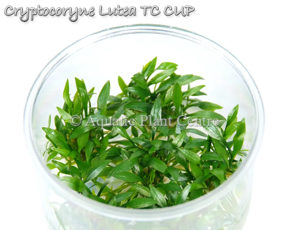 Cryptocoryne Lutea TC CUP.jpg
