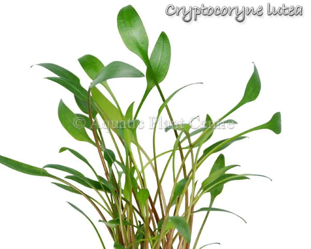 Cryptocoryne lutea.jpg