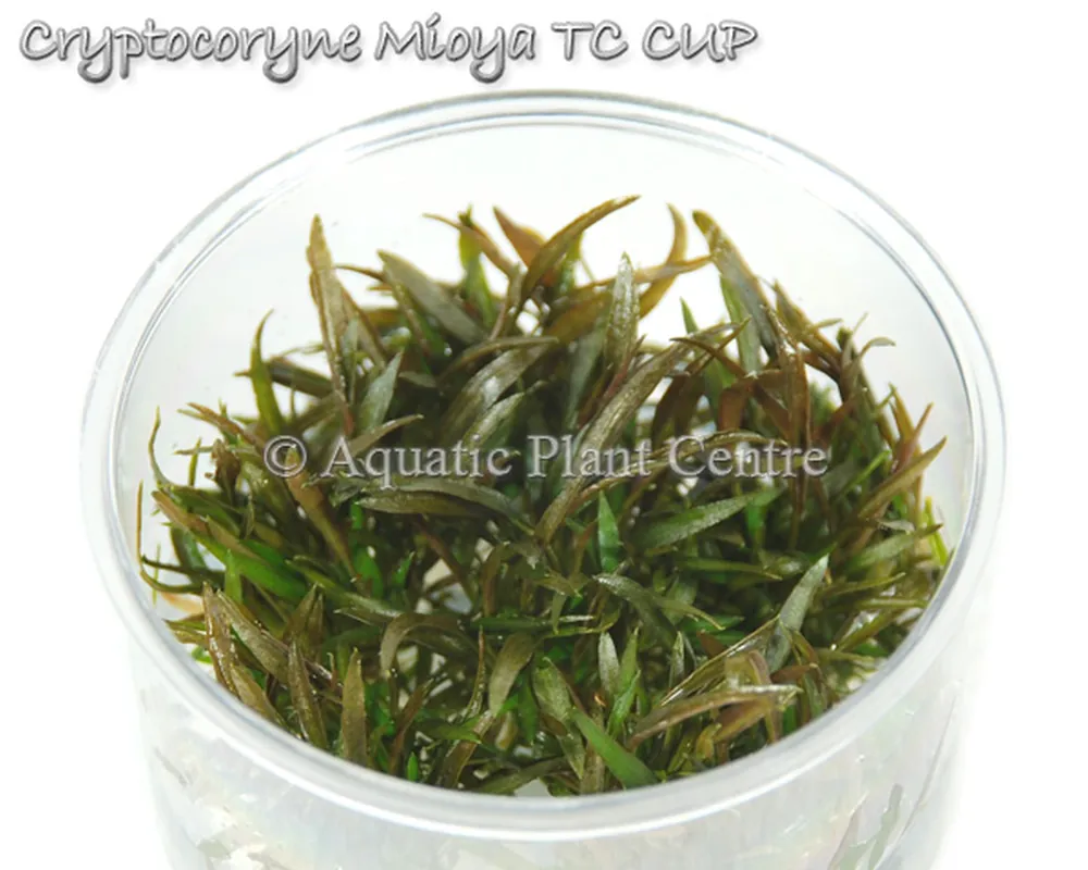 Cryptocoryne Mioya TC CUP.jpg