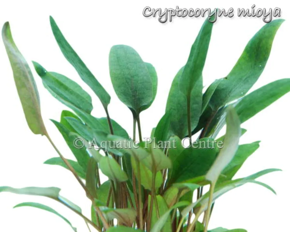 Cryptocoryne mioya.jpg