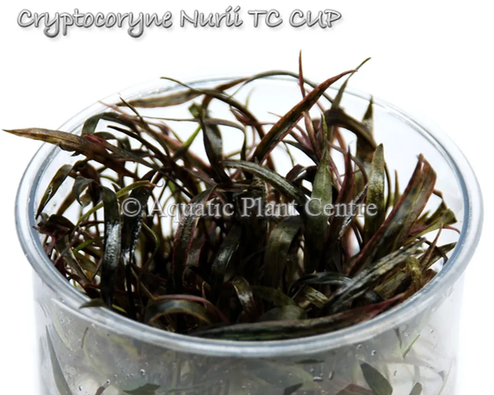 Cryptocoryne Nurii TC CUP.jpg