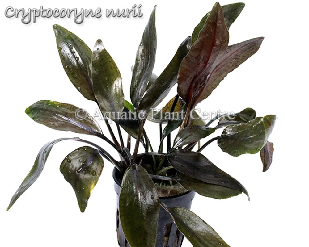 Cryptocoryne nurii.jpg