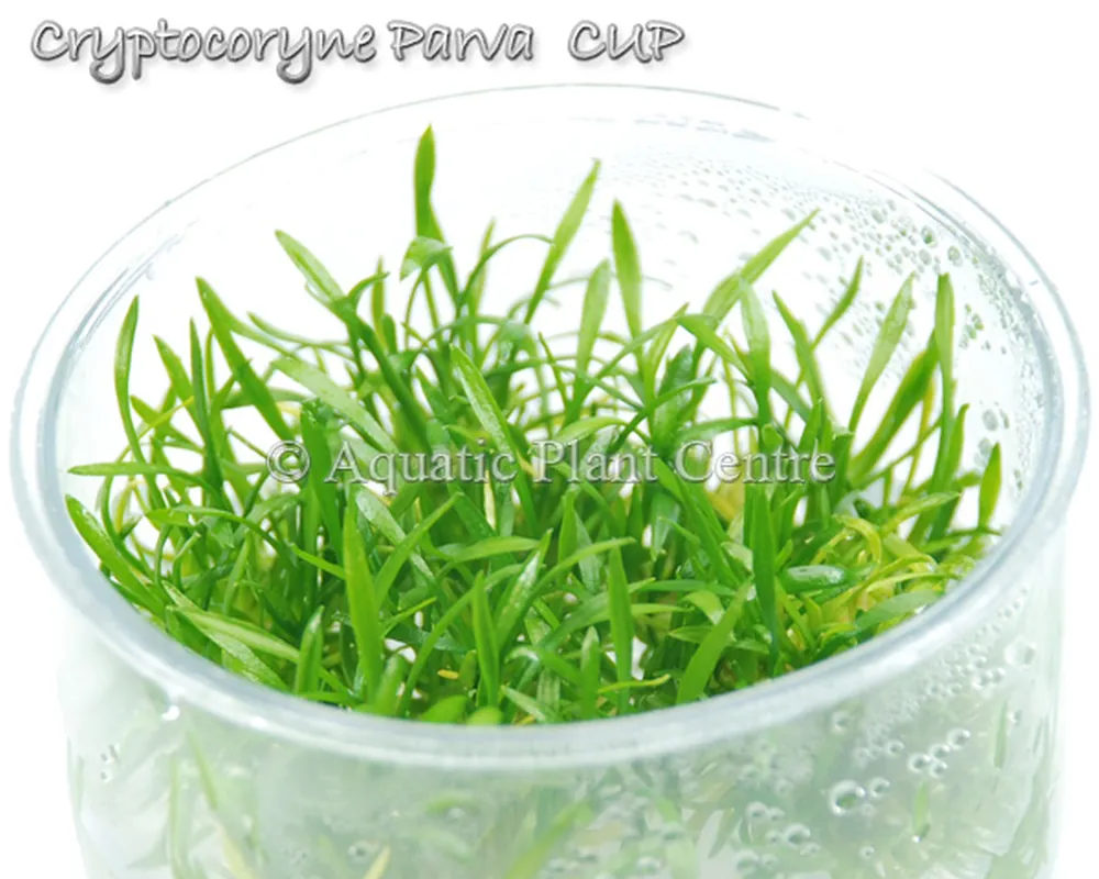 Cryptocoryne Parva TC CUP.jpg