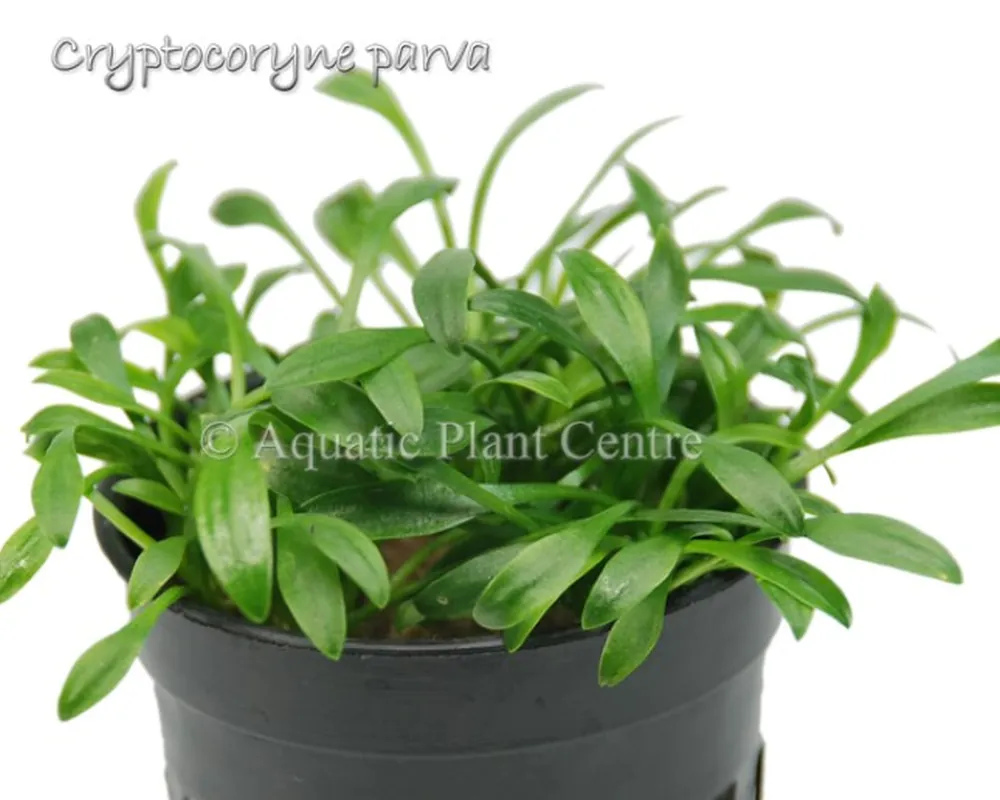 Cryptocoryne parva.jpg