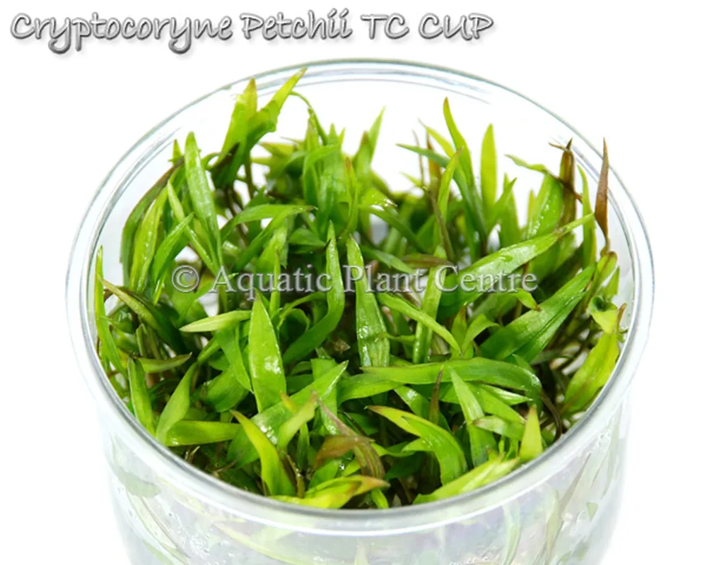 Cryptocoryne Petchii TC CUP.jpg