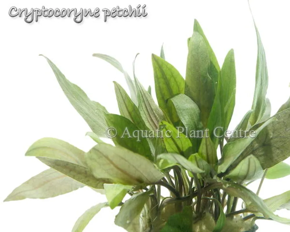 Cryptocoryne petchii.jpg