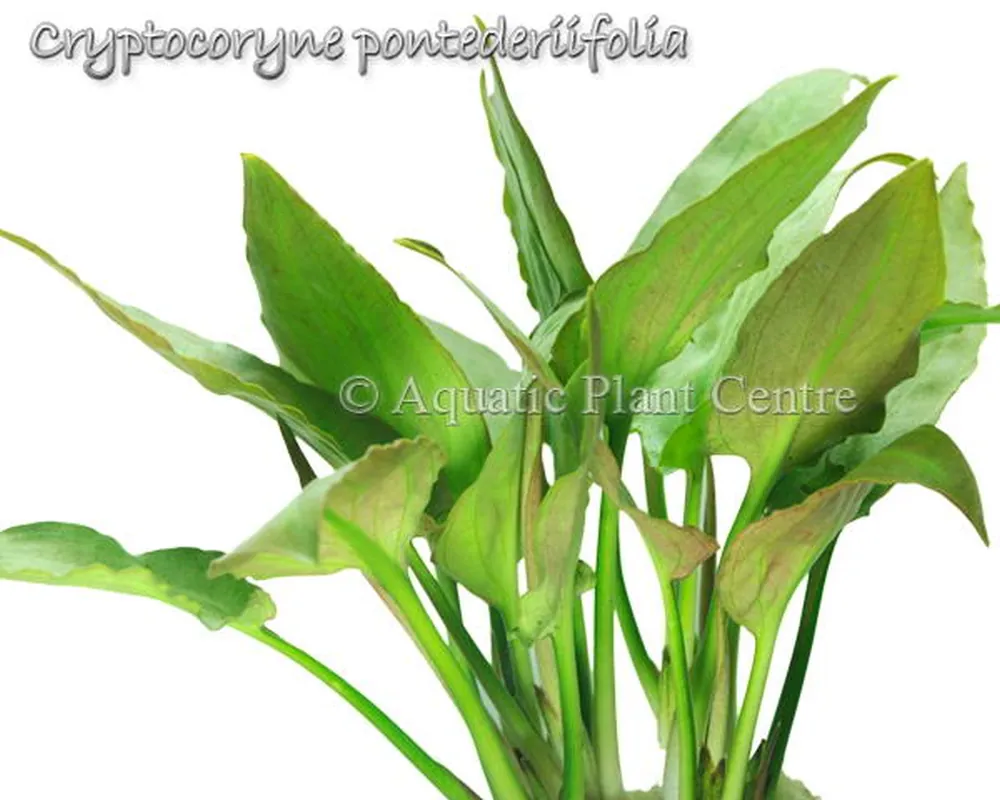 Cryptocoryne pontederiifolia.jpg