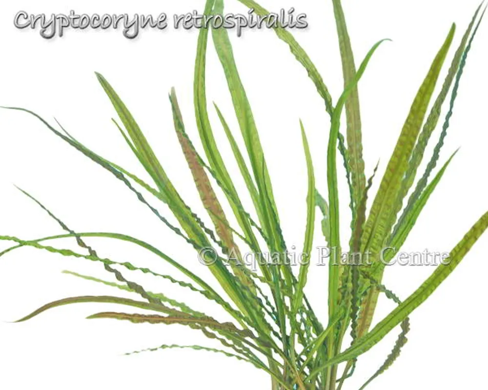 Cryptocoryne retrospiralis.jpg