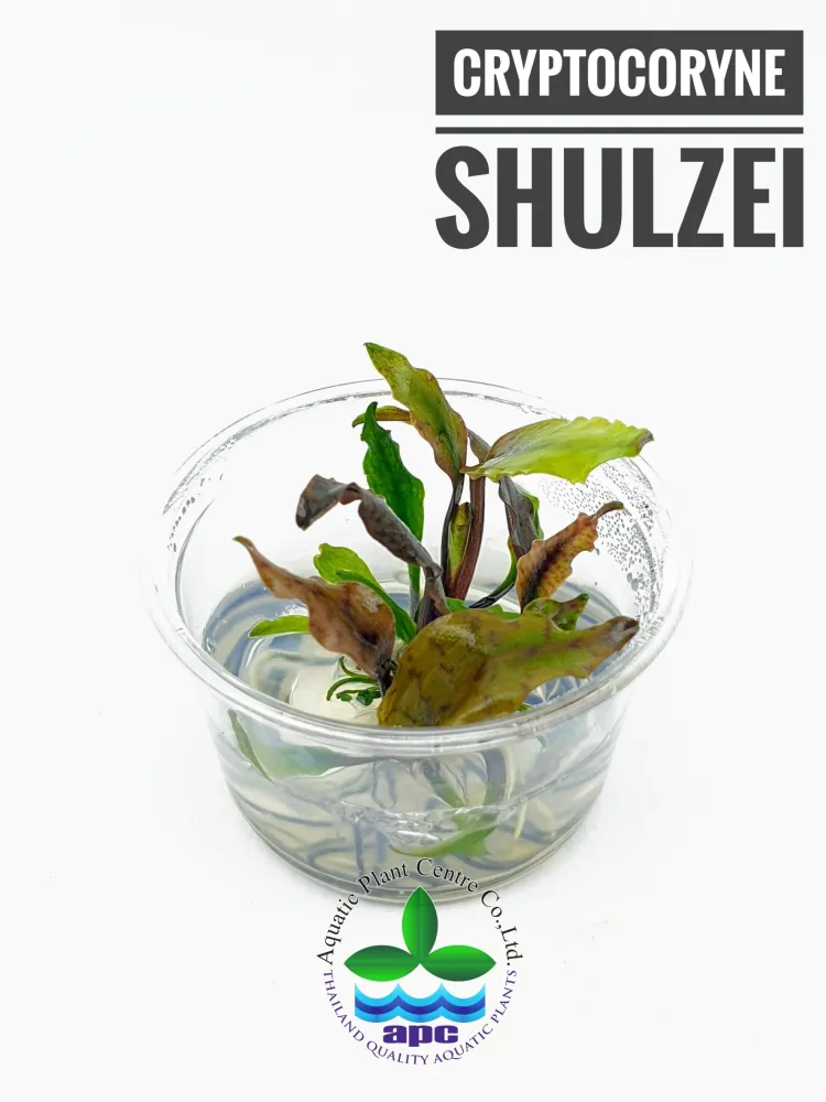 Cryptocoryne Shulzei.jpg