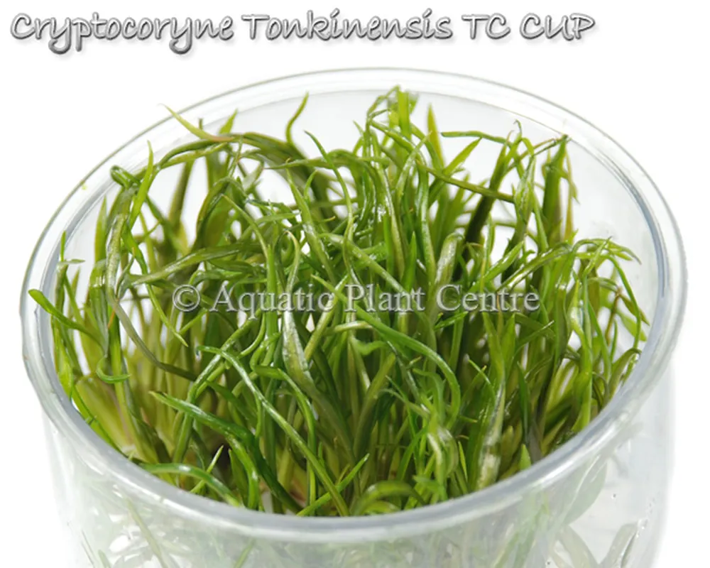 Cryptocoryne Tonkinensis TC CUP.jpg