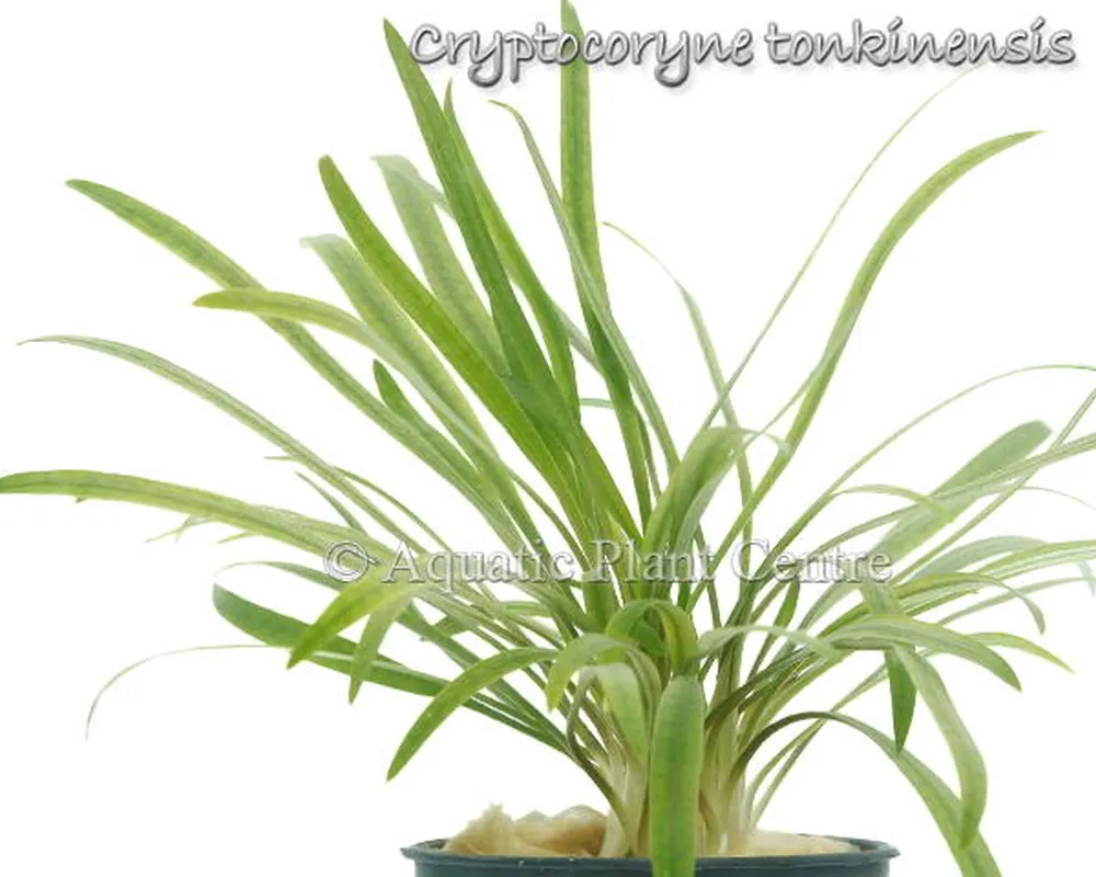 Cryptocoryne tonkinensis.jpg