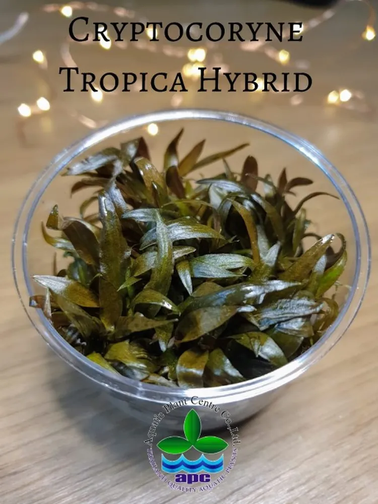 Cryptocoryne Tropica Hybrid TC CUP.jpg