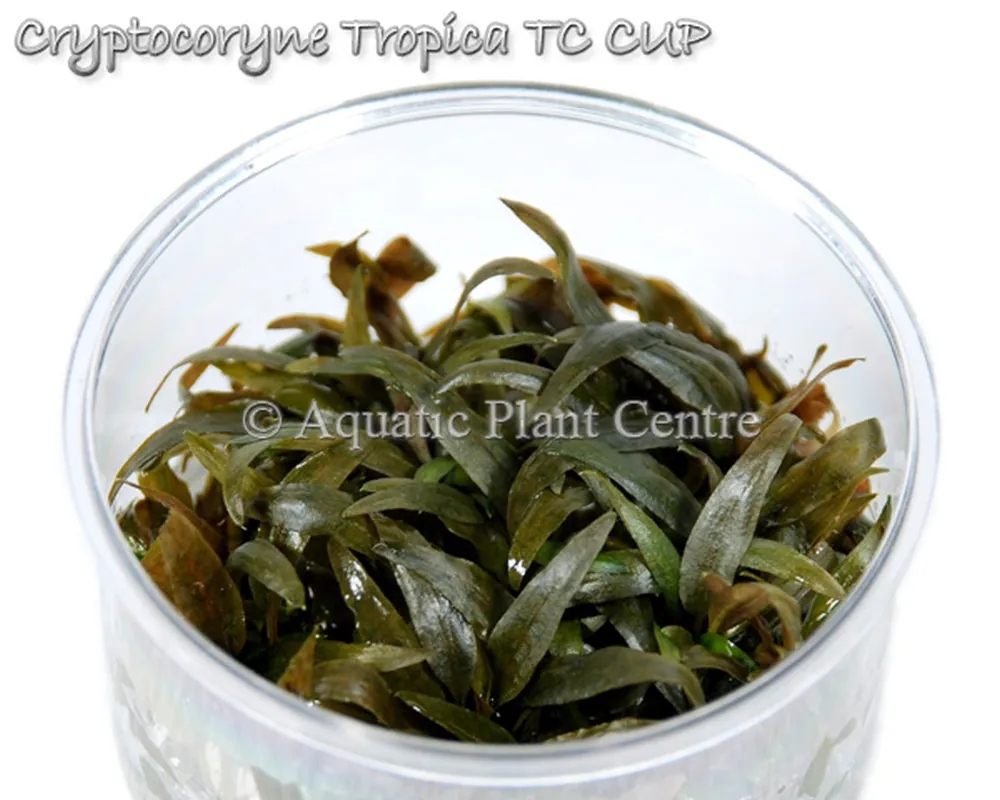 Cryptocoryne Tropica TC CUP.jpg