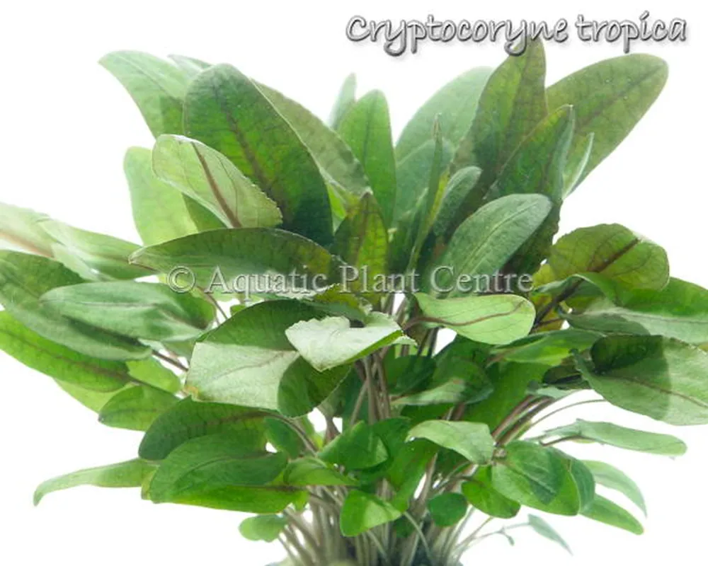 Cryptocoryne tropica.jpg
