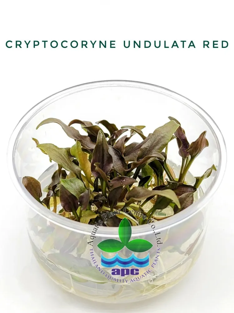 Cryptocoryne Undulata Red TC CUP.jpg