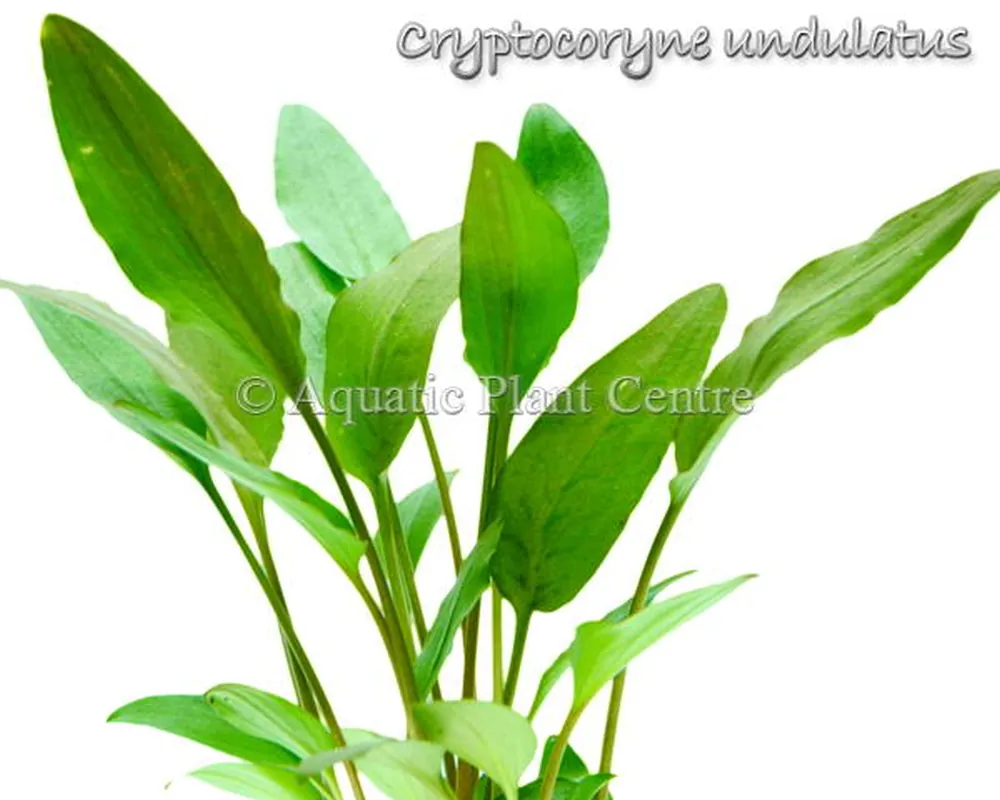 Cryptocoryne undulatus.jpg