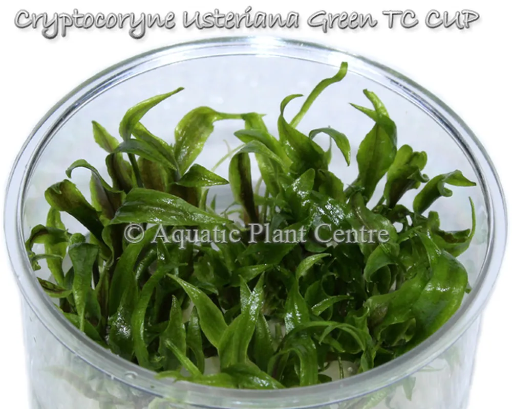 Cryptocoryne Usteriana Green TC CUP.jpg