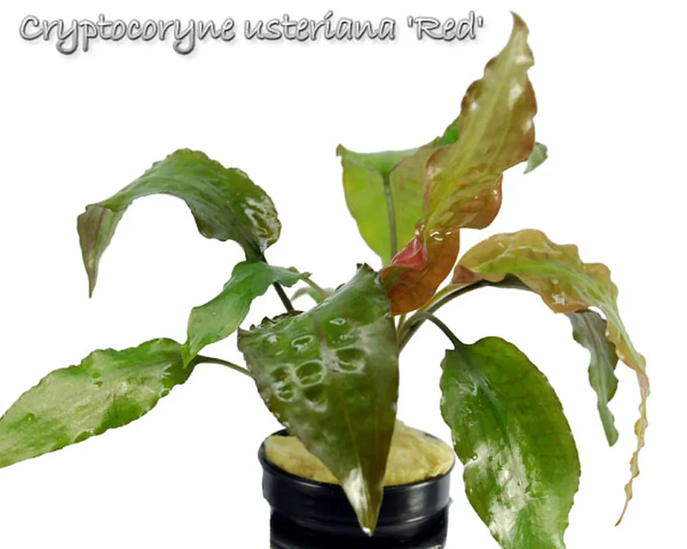 Cryptocoryne usteriana Red.jpg
