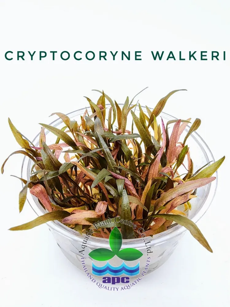 Cryptocoryne Walkeri TC.jpg