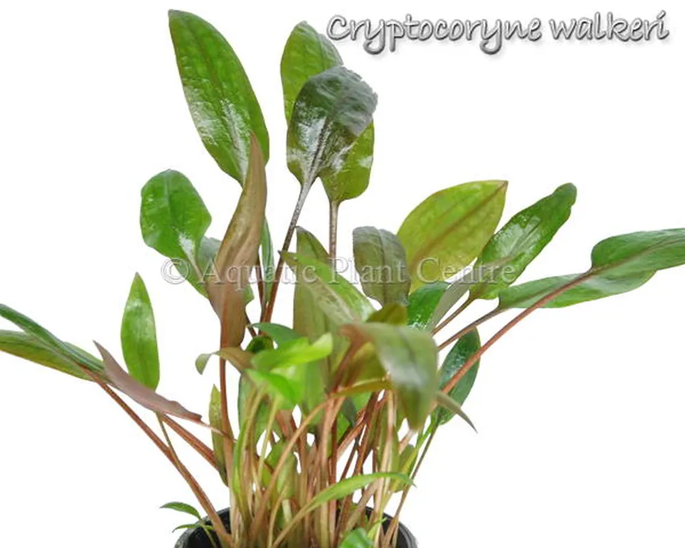 Cryptocoryne walkeri.jpg