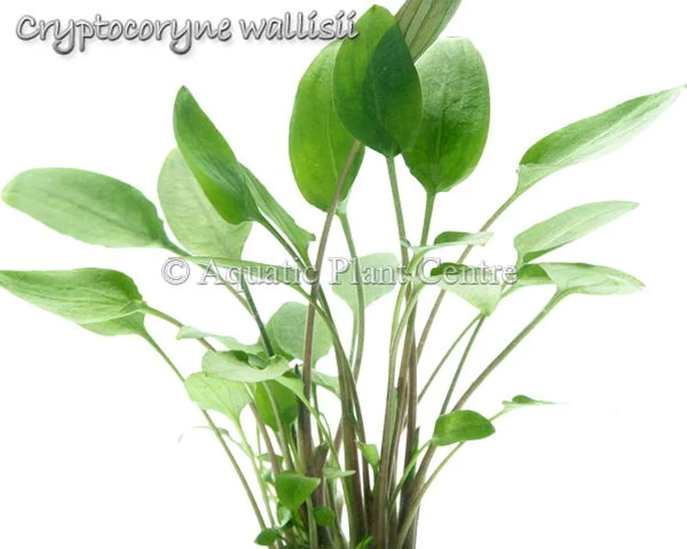 Cryptocoryne wallisii.jpg