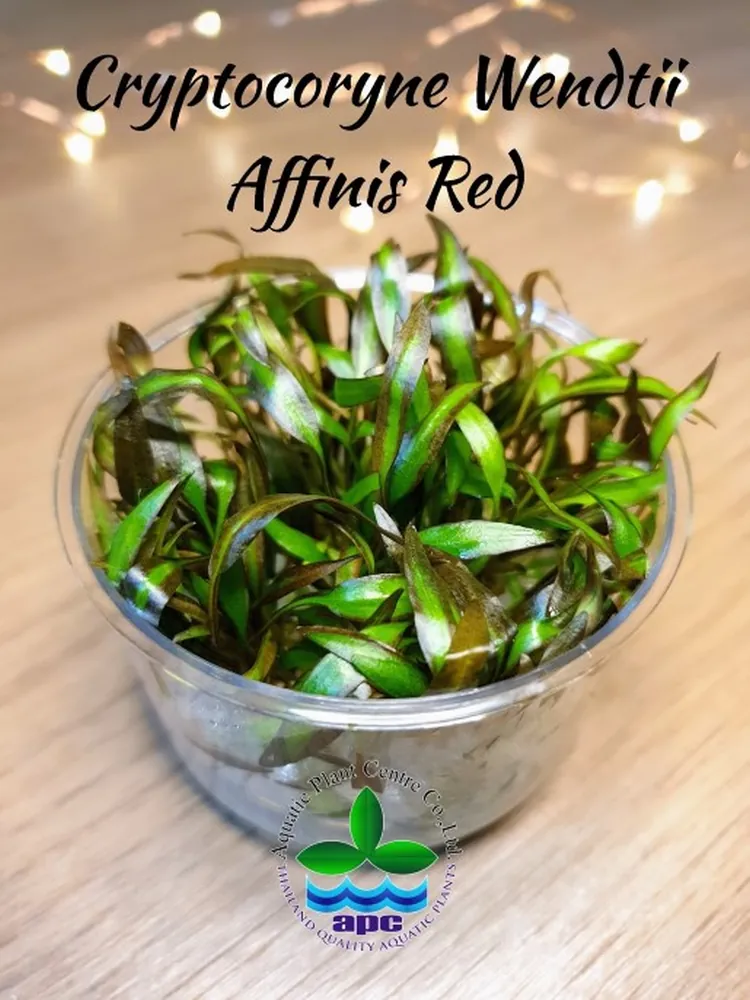 Cryptocoryne Wendtii Affinis Red TC CUP.jpg