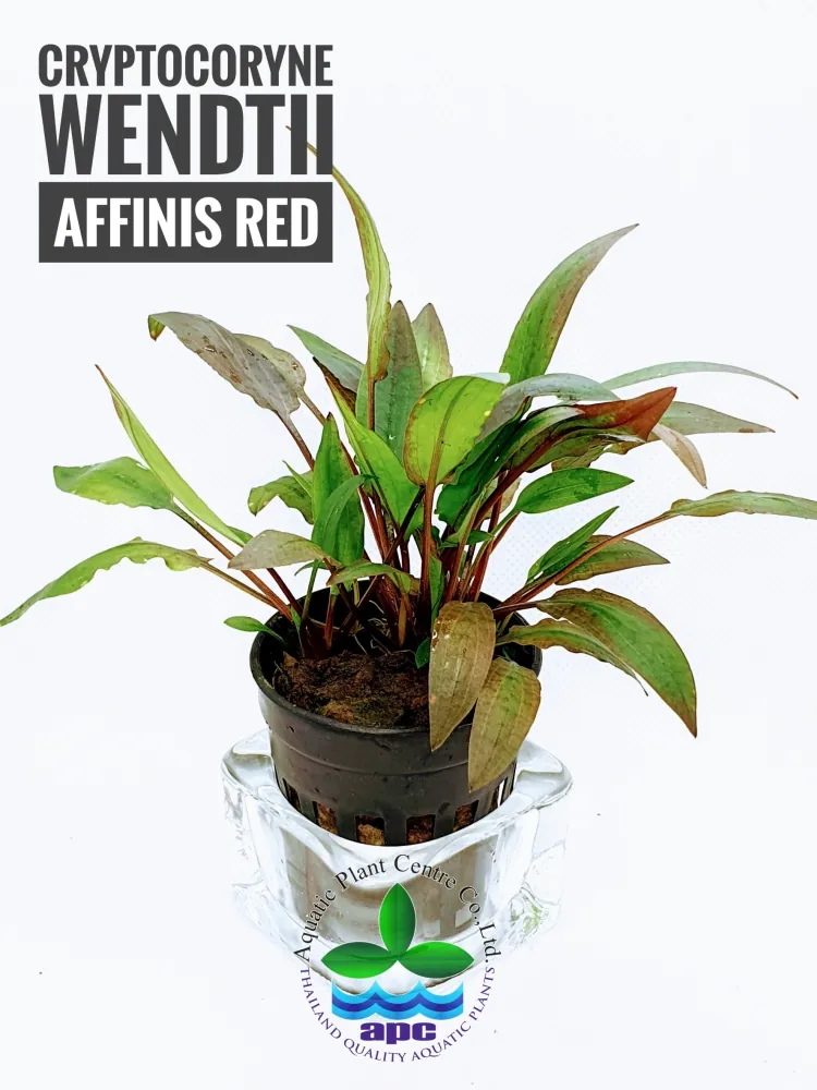 Cryptocoryne Wendtii Affinis Red.jpg
