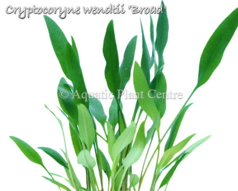 Cryptocoryne wendtii Broad.jpg