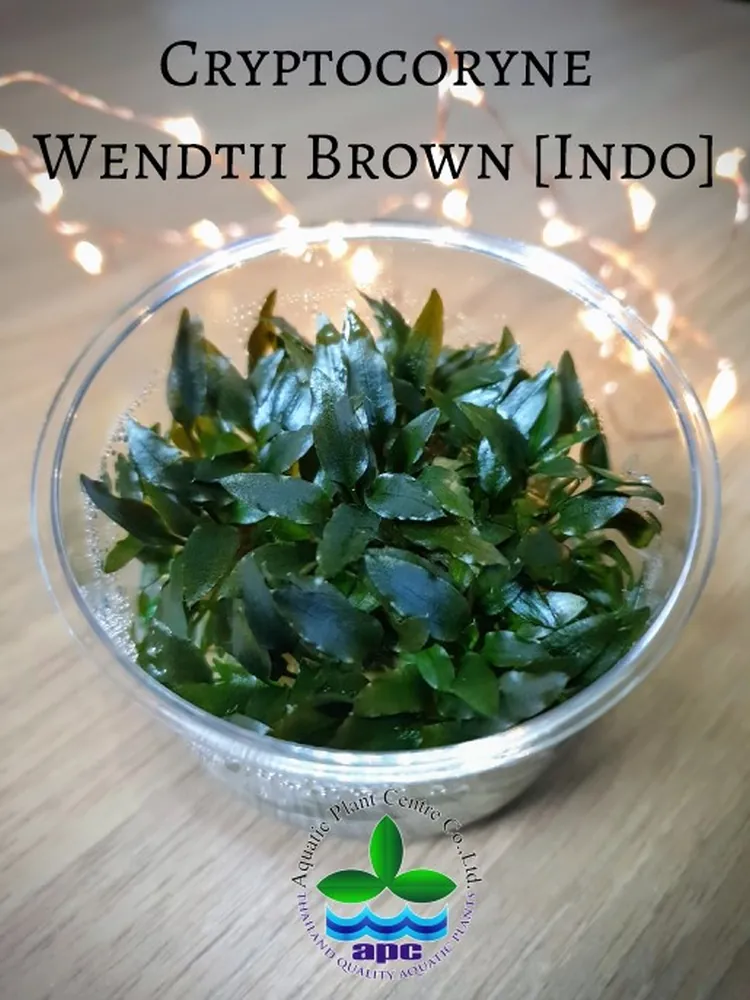 Cryptocoryne Wendtii Brown [Indo] TC CUP (Custom).jpg_1