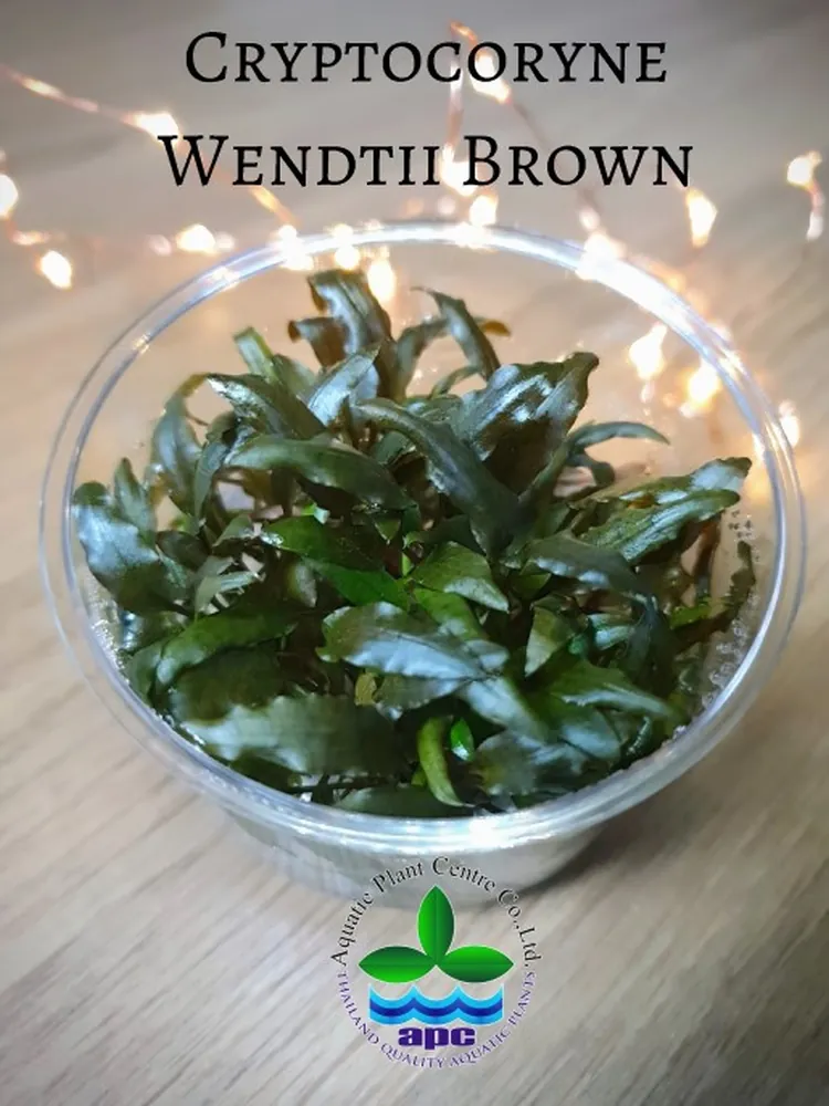 Cryptocoryne Wendtii Brown TC CUP (Custom).jpg_1