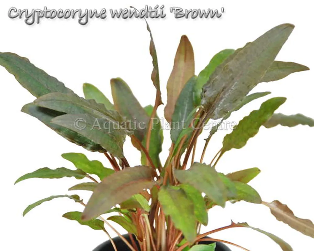 Cryptocoryne wendtii Brown.jpg