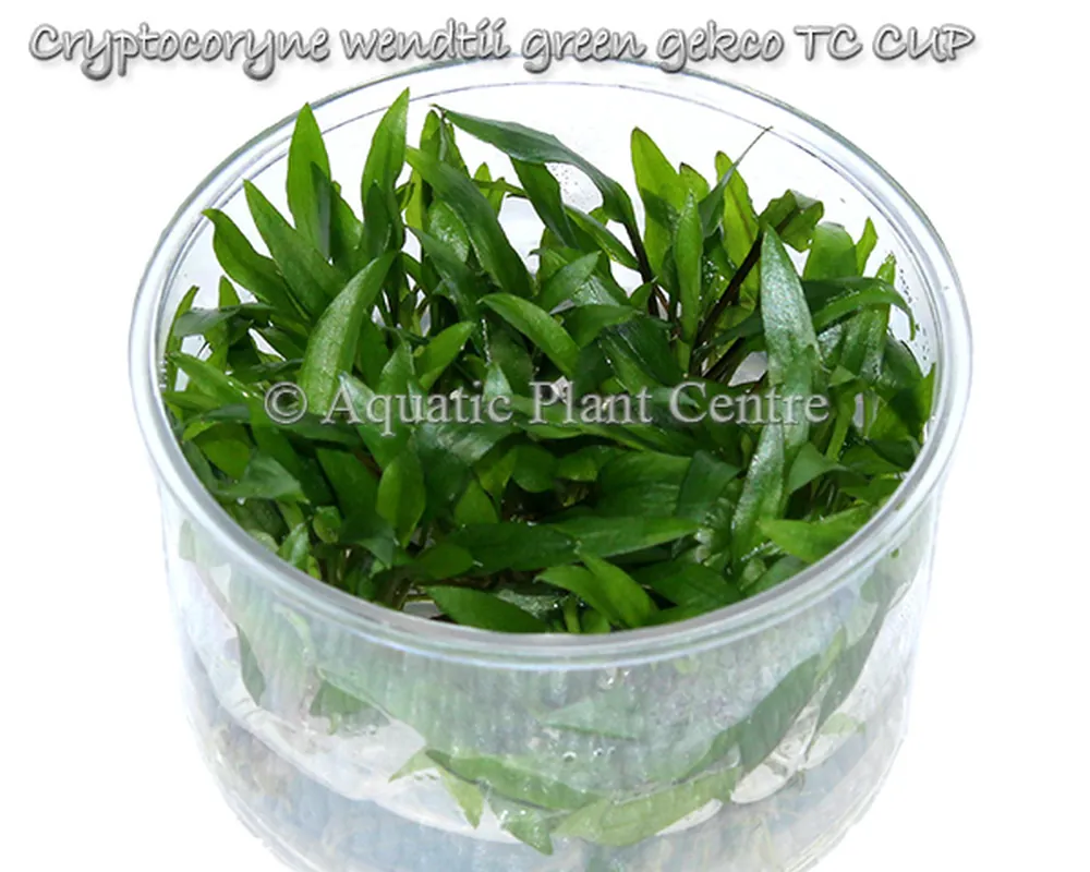 Cryptocoryne wendtii green gekco TC CUP.jpg