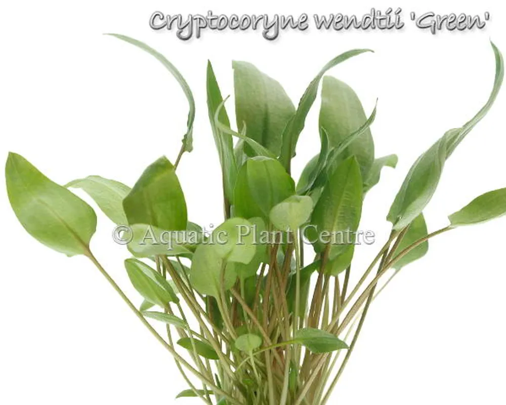 Cryptocoryne wendtii Green.jpg