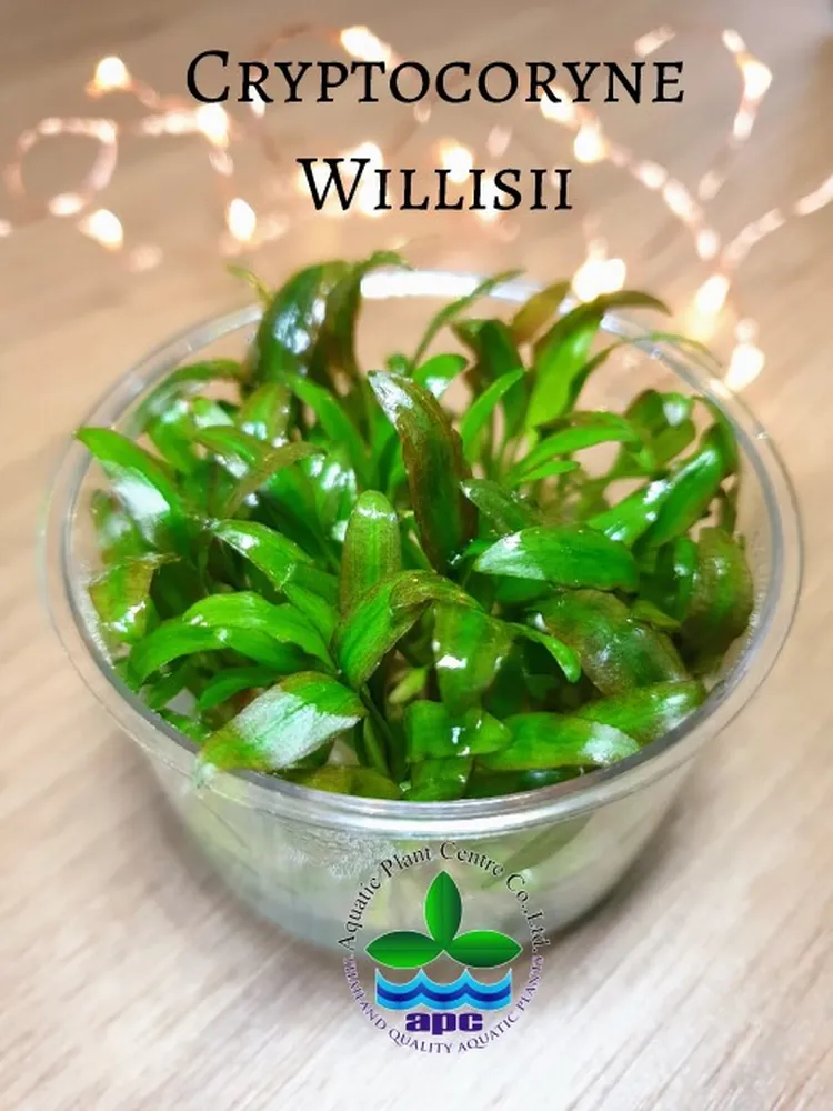 Cryptocoryne Willisii TC CUP (Custom).jpg_1