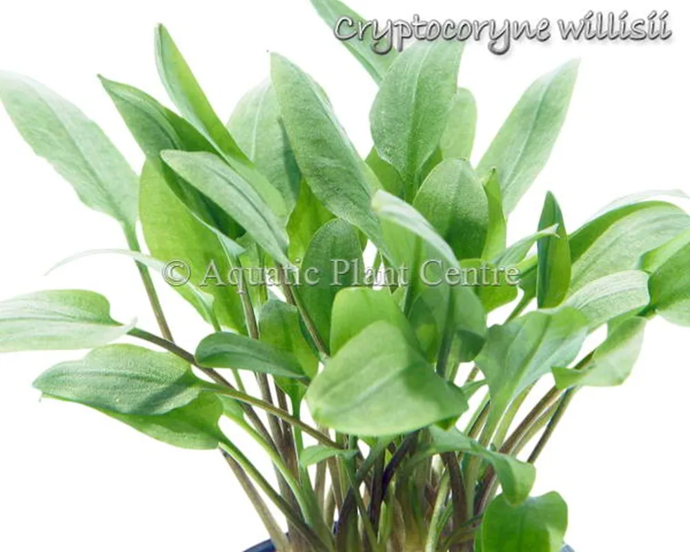 Cryptocoryne willisii.jpg