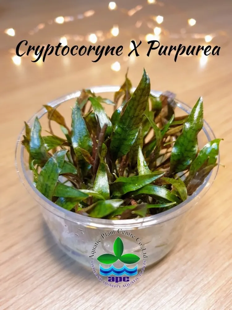 Cryptocoryne X Purpurea TC CUP.jpg