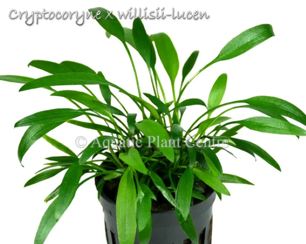Cryptocoryne x willisii-lucen.jpg