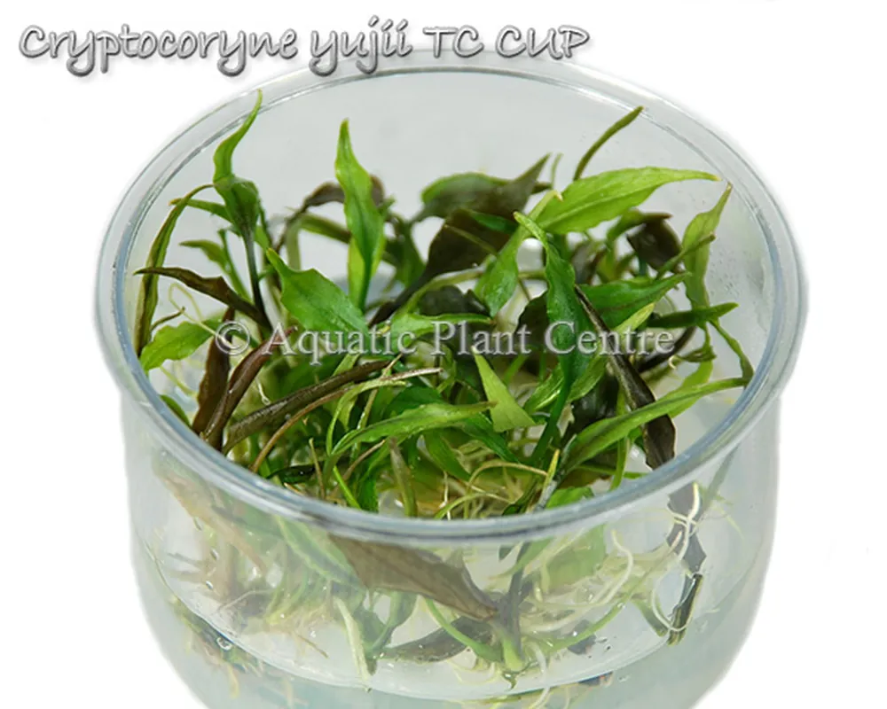 Cryptocoryne yujii TC CUP.jpg