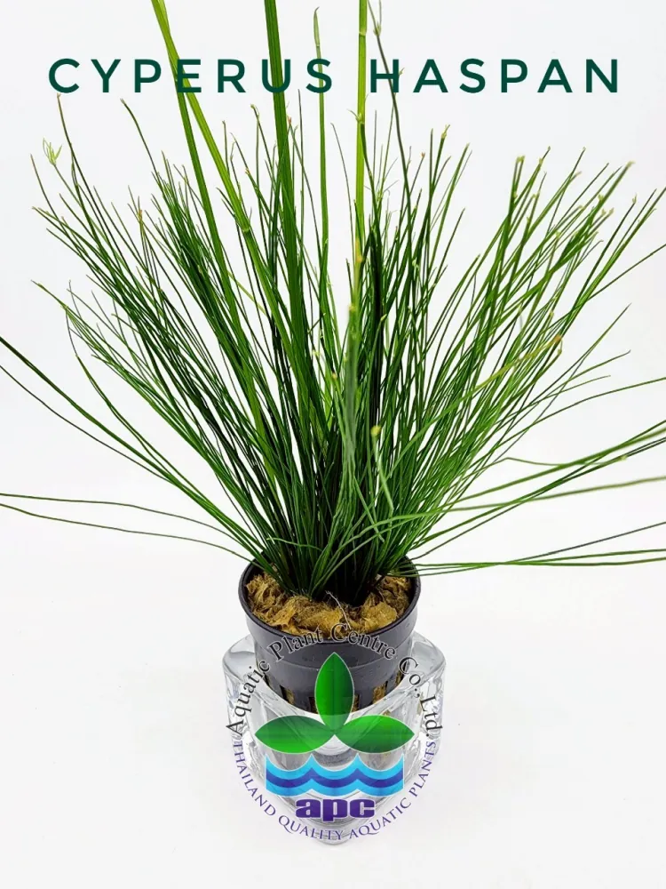Cyperus Haspan.jpg