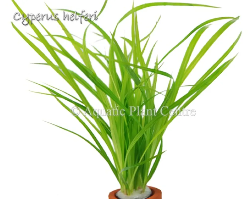 Cyperus helferi.jpg