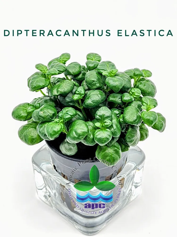 Dipteracanthus Elastica.jpg
