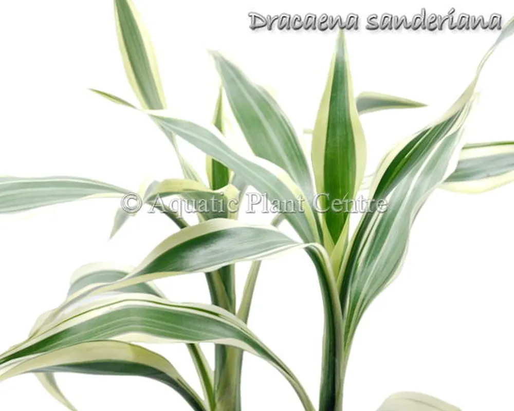 Dracaena sanderiana.jpg