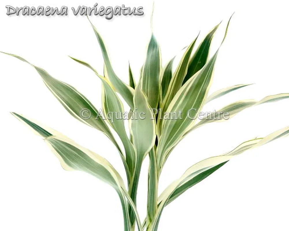 Dracaena variegatus.jpg