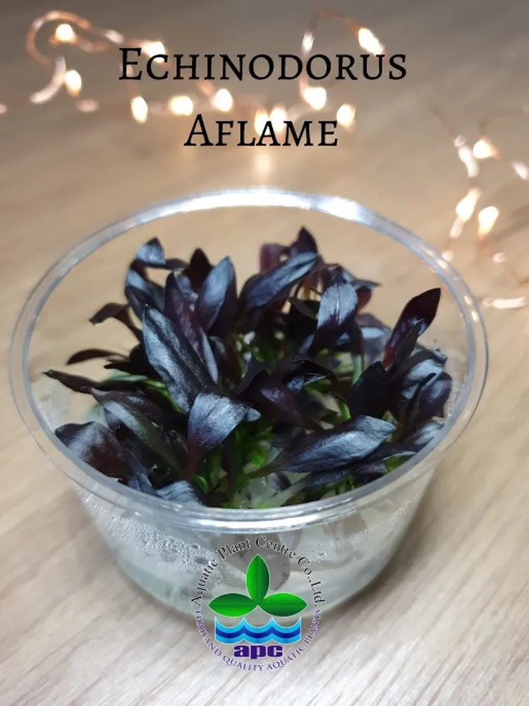 Echinodorus Aflame TC CUP (Custom).jpg_1