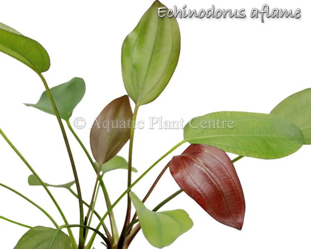Echinodorus aflame.jpg