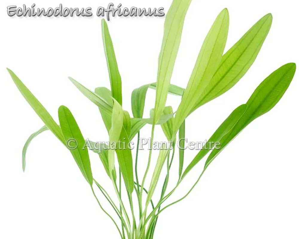 Echinodorus africanus.jpg