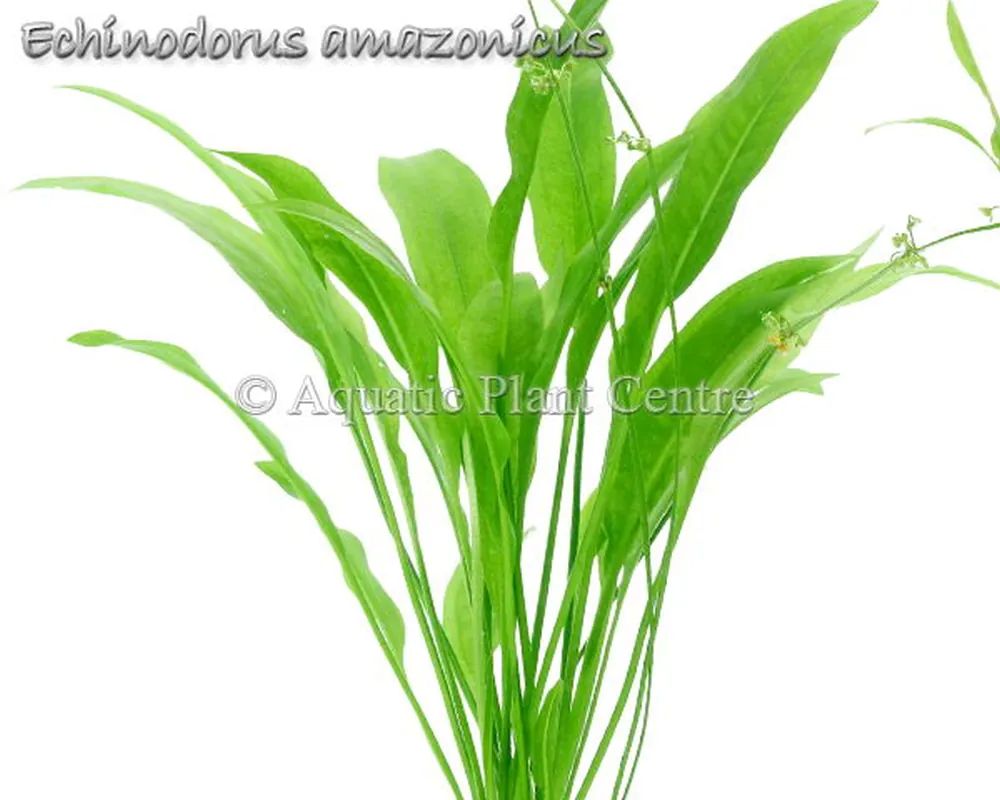 Echinodorus amazonicus.jpg