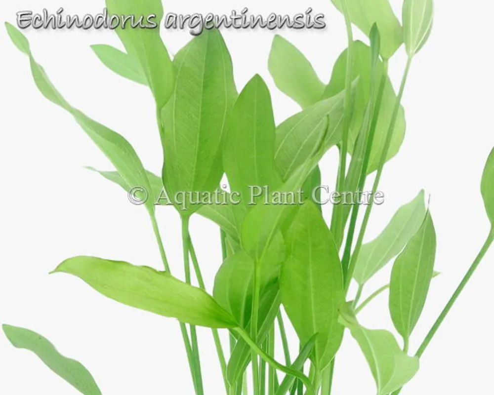 Echinodorus argentinensis.jpg