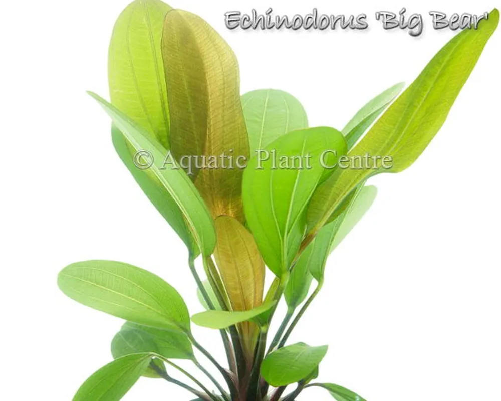 Echinodorus Big Bear.jpg